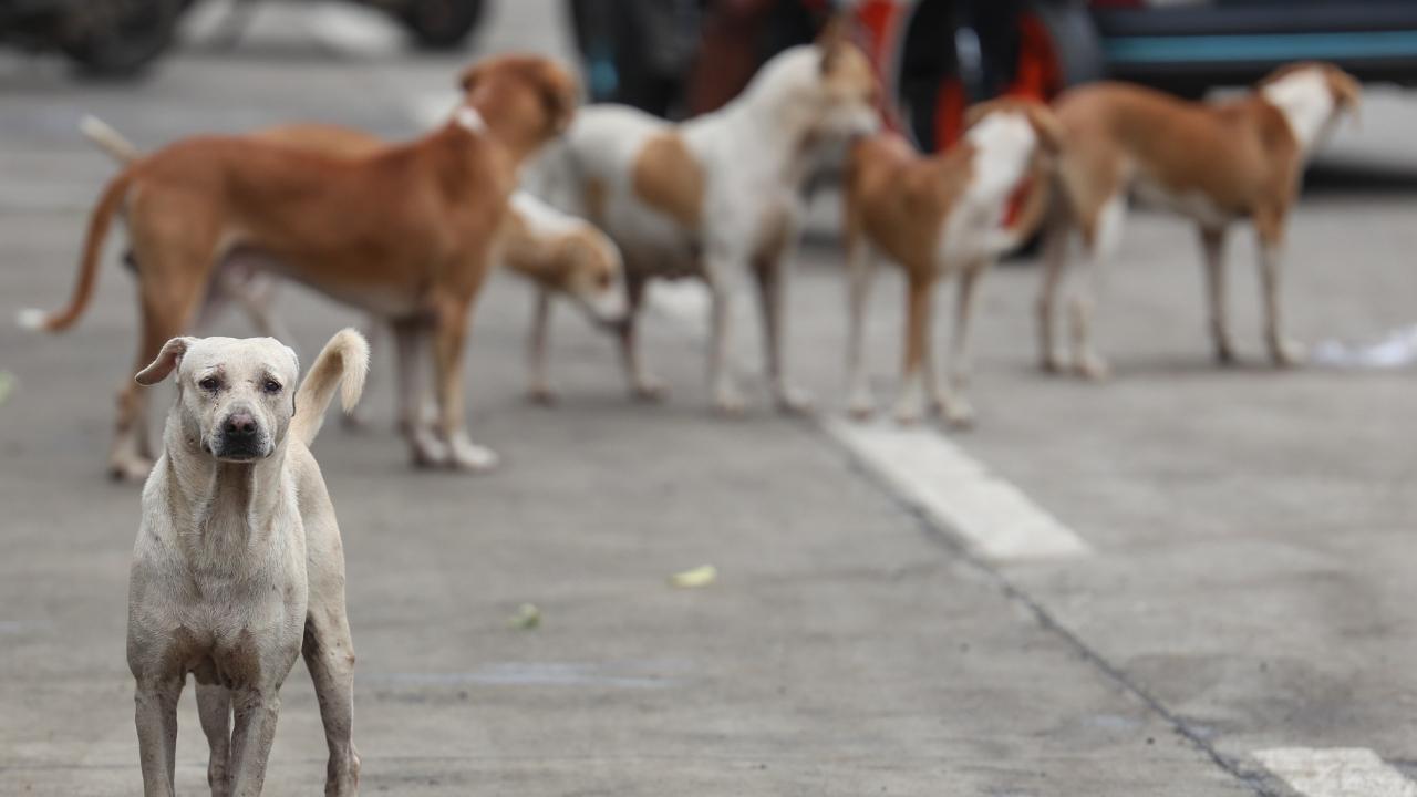 Bağdat’ta 19 Binden Fazla Başıboş Köpek İtlaf Edildi