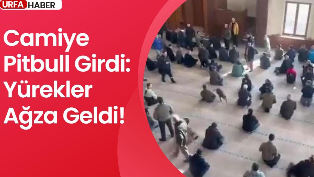 Camiye Pitbull Girdi: Yürekler Ağza Geldi!