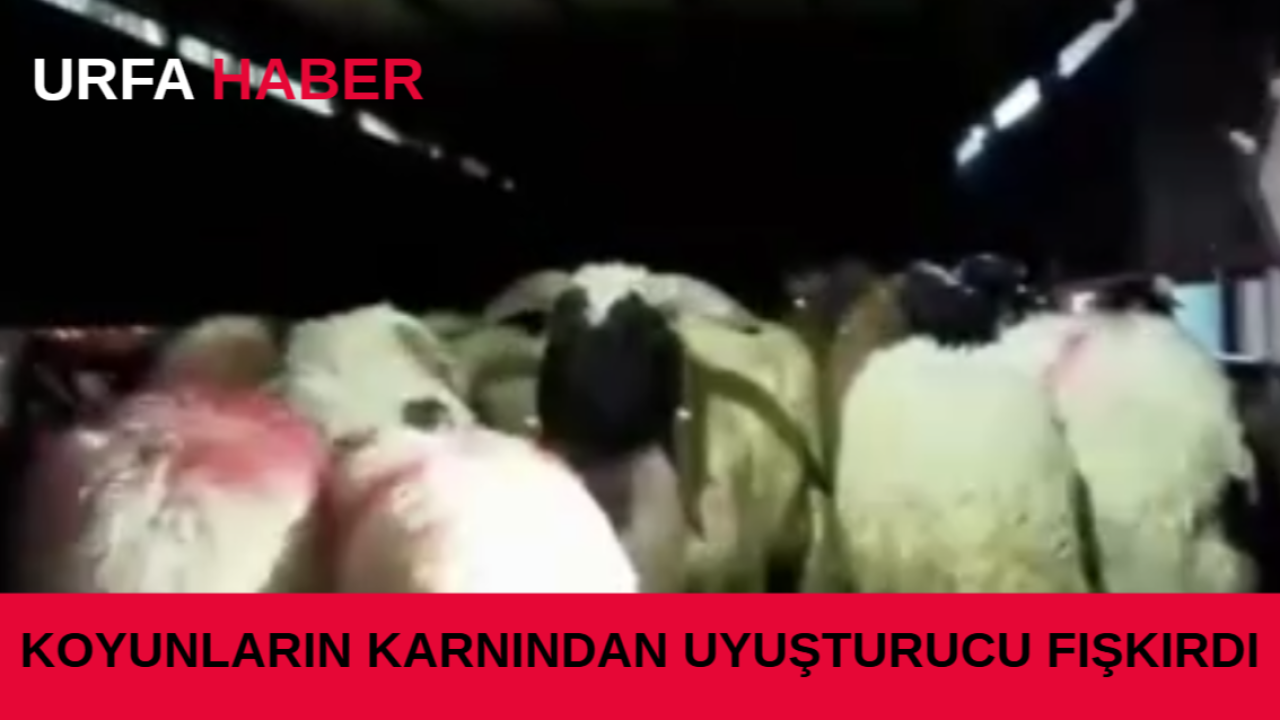 Koyunların Karnından Uyuşturucu Fışkırdı