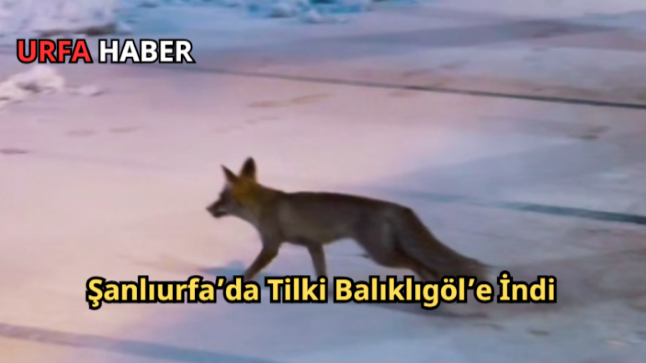 Şanlıurfa’da Tilki Balıklıgöl’e İndi
