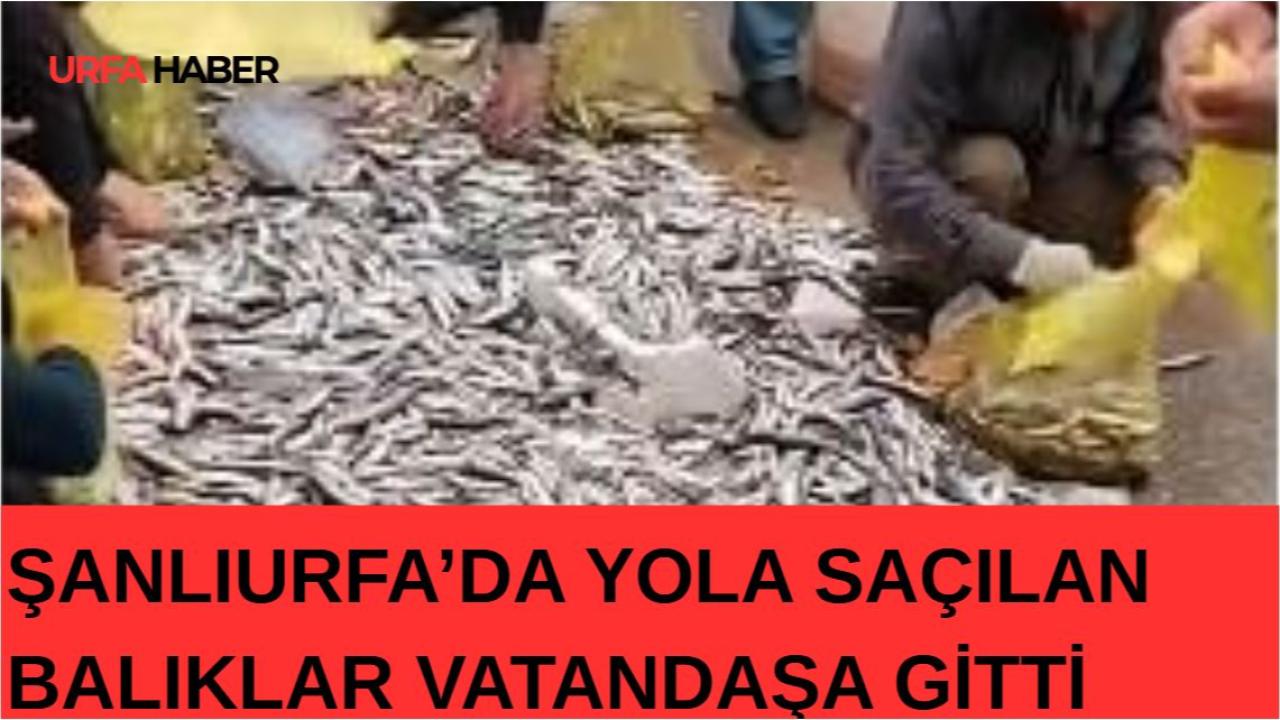 Şanlıurfa’da Yola Saçılan Balıklar Vatandaşa Gitti