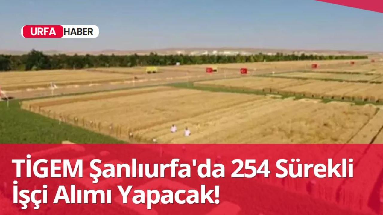 Ceylanpınar TİGEM 254 Sürekli İşçi Alımı Yapacak!