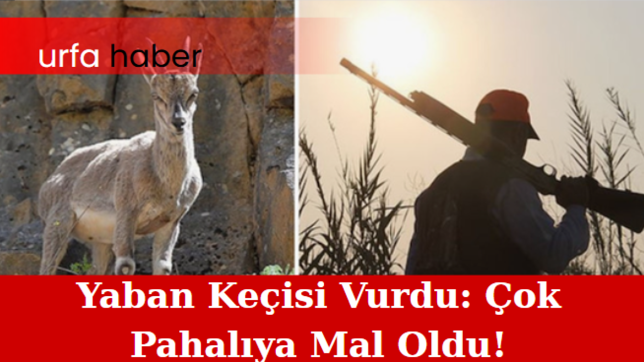 Yaban Keçisi Vurdu: Çok Pahalıya Mal Oldu!