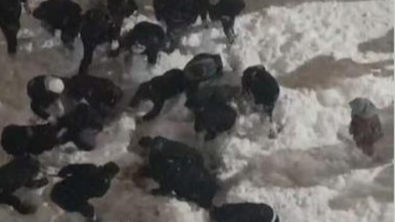 Hakkâri’de Çatı Kabusu! Kar Kütlesi Öğrenciyi Yaraladı