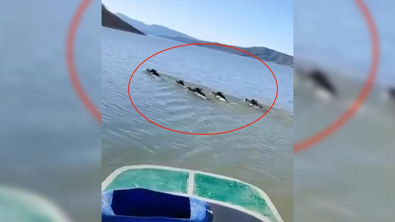 Domuz sürüsü baraj gölünde yüzerken görüntülendi!