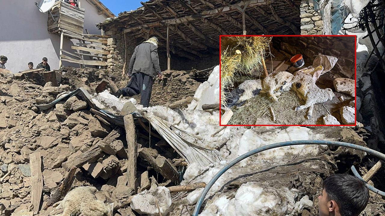 Ahır çöktü: Onlarca kuzu göçük altında kaldı!