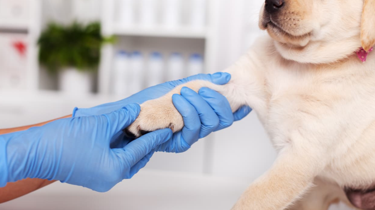 Şanlıurfa’da köpeğe eziyet eden şüpheli yakalandı!