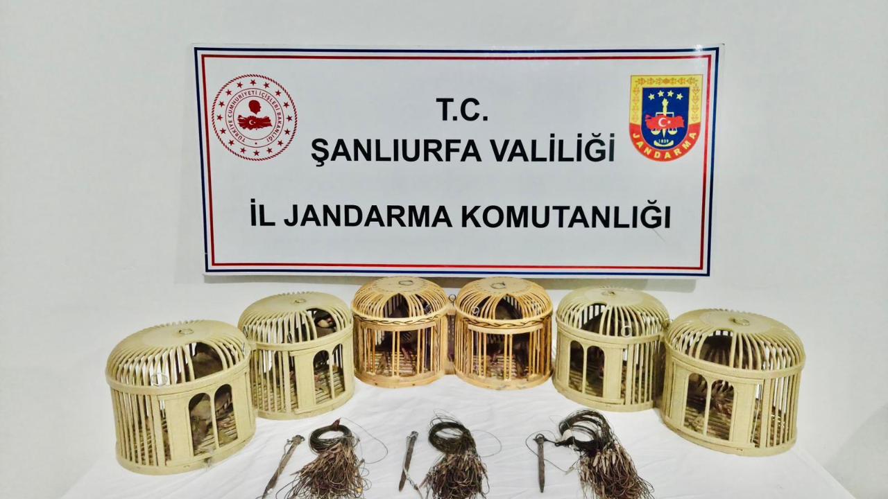 Şanlıurfa'daki avcılar yakalandı!