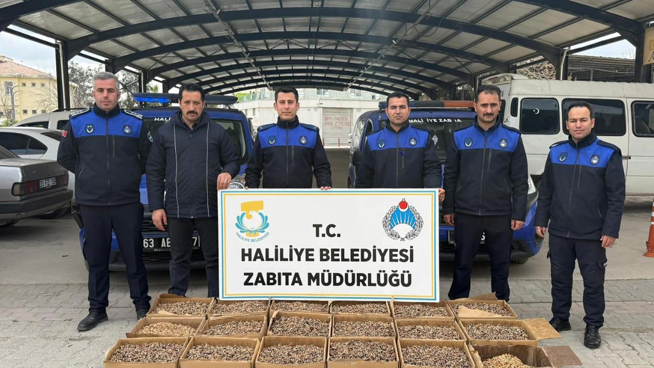 Urfa'da 180 kilogram küflenmiş ceviz ele geçirildi!