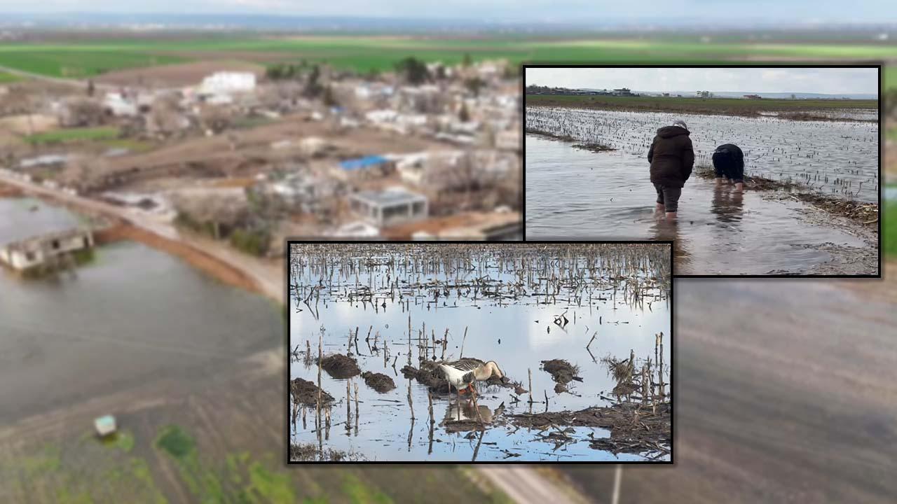 Urfa'da yağış sonrası tarlalar göle döndü!