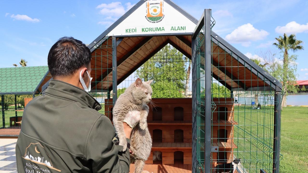 Büyükşehir'den sokak kedilerine özel yaşam alanları!