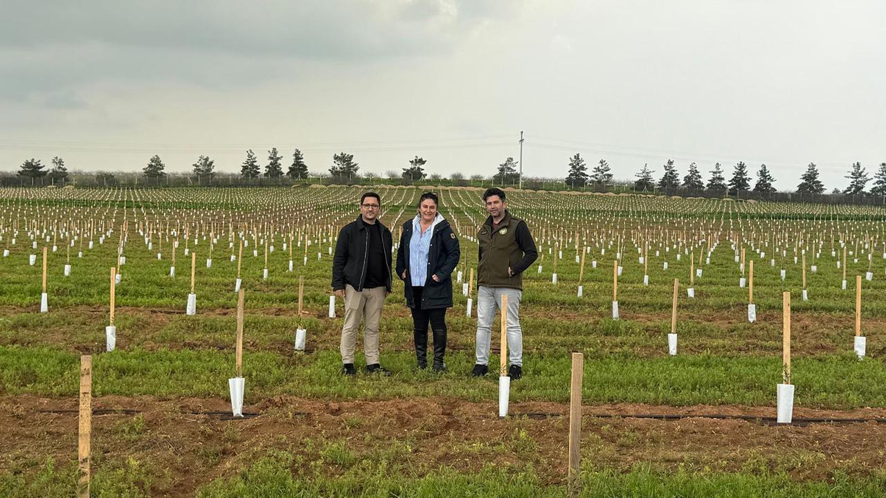 TİGEM'den Ceylanpınar'a dev zeytin yatırımı!