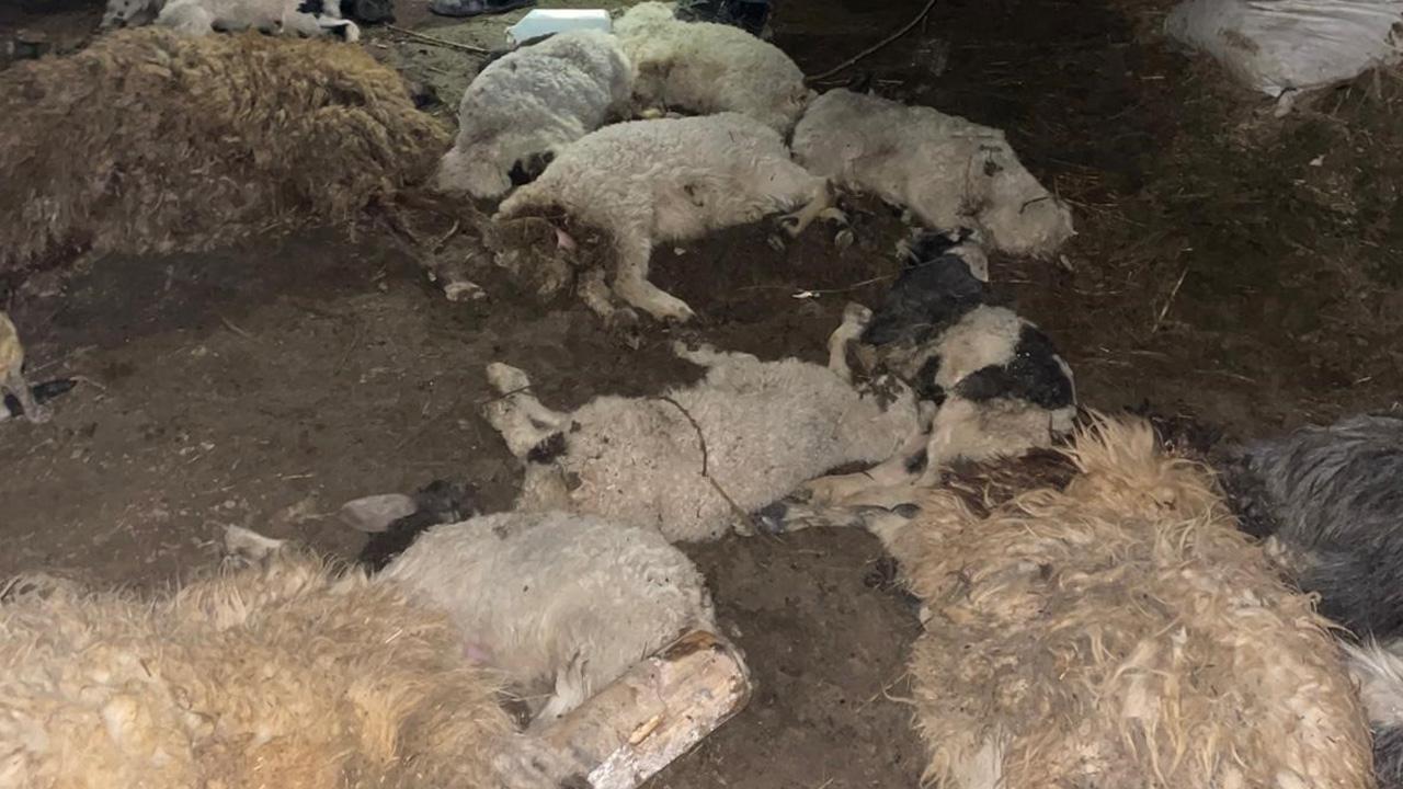 Van'da ahır çöktü: Onlarca küçükbaş hayvan telef oldu!