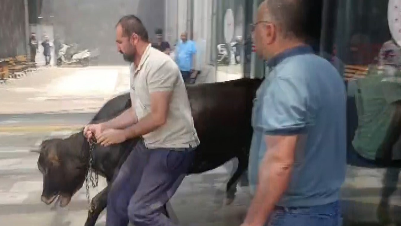 Firari dana soluğu acil serviste aldı