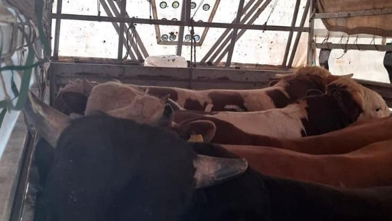Kaçak kurbanlık operasyonu: Sürücülere ceza yağdı!