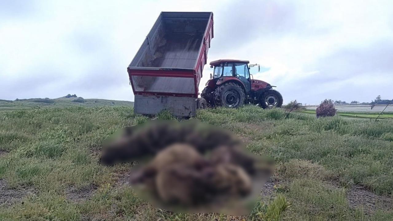 Kurt saldırısında çok sayıda koyun telef oldu!