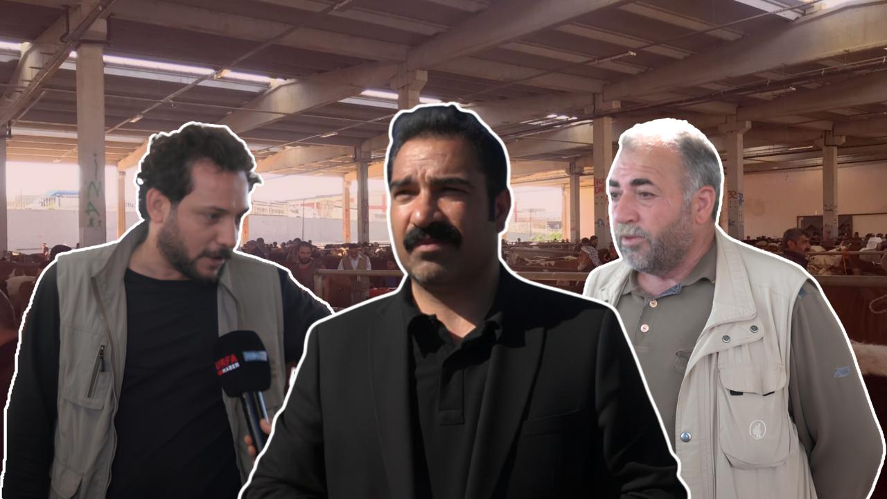 Pazarlıklar kızıştı! Şanlıurfa Hayvan Pazarı’nda bayram yoğunluğu!