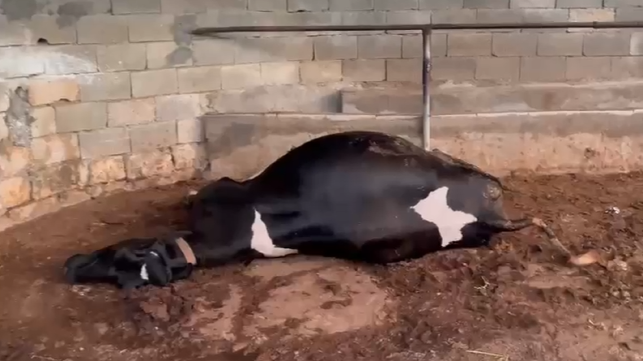 Şanlıurfa'da elektrik akımına kapılan inek telef oldu!