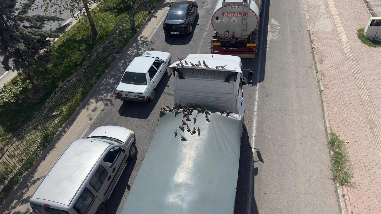 Şanlıurfa'da kumruların görsel şöleni başladı!