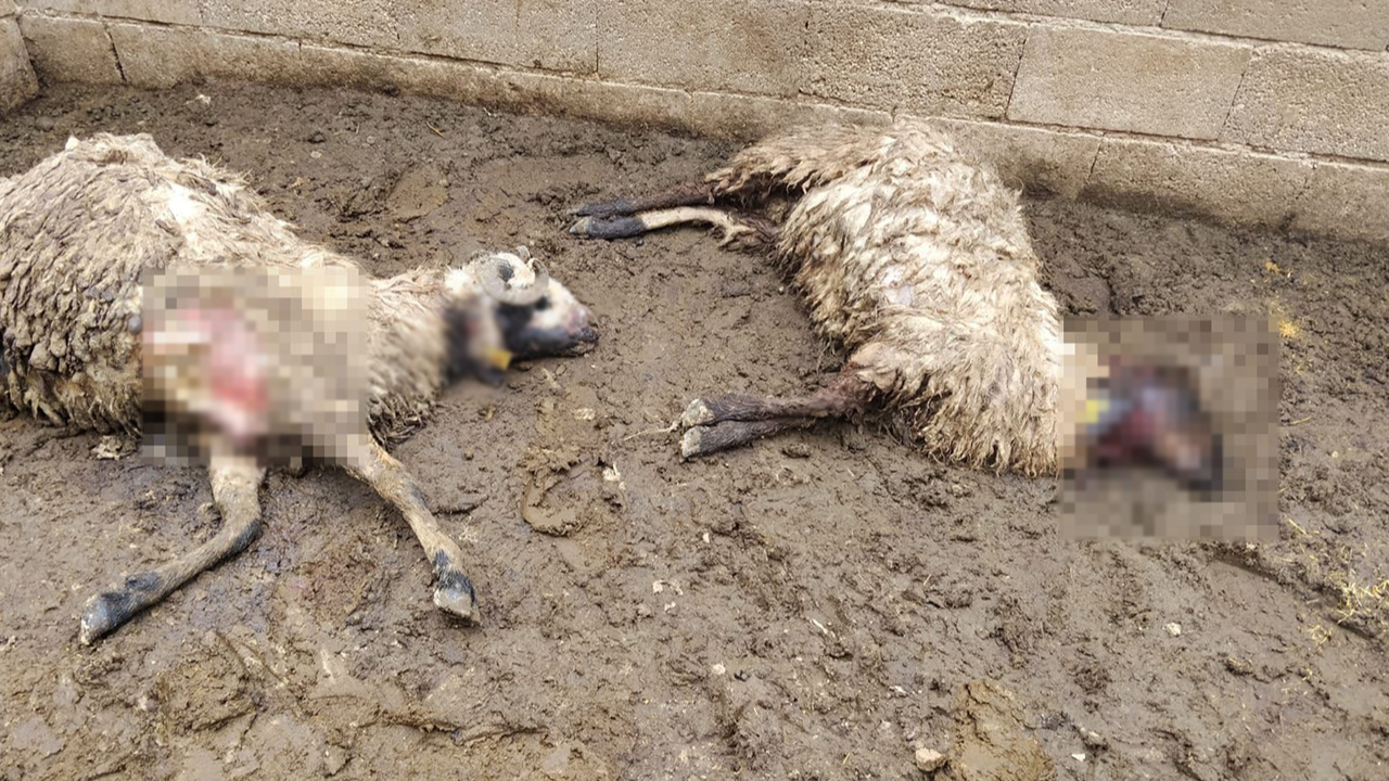Urfa'da ağıla giren kurt kurbanlık hayvanları telef etti