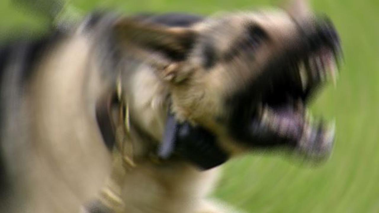 Urfa'da korkutan olay: Köpek saldırısına uğradı!