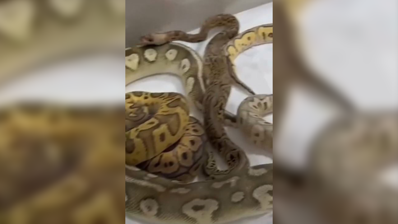 Görenler şoke oldu! Bir evden tam 42 yılan çıktı!