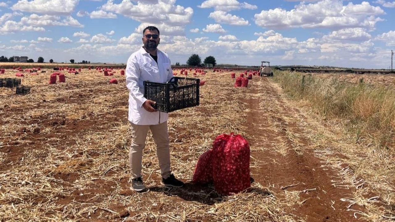 Şanlıurfa'da aşırı yağışlar verimlilik ve kaliteyi düşürdü!