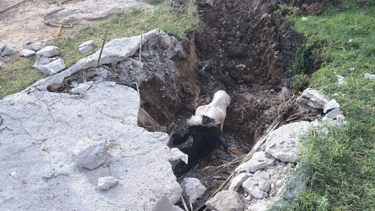 Şanlıurfa’da inek foseptik çukuruna düştü!