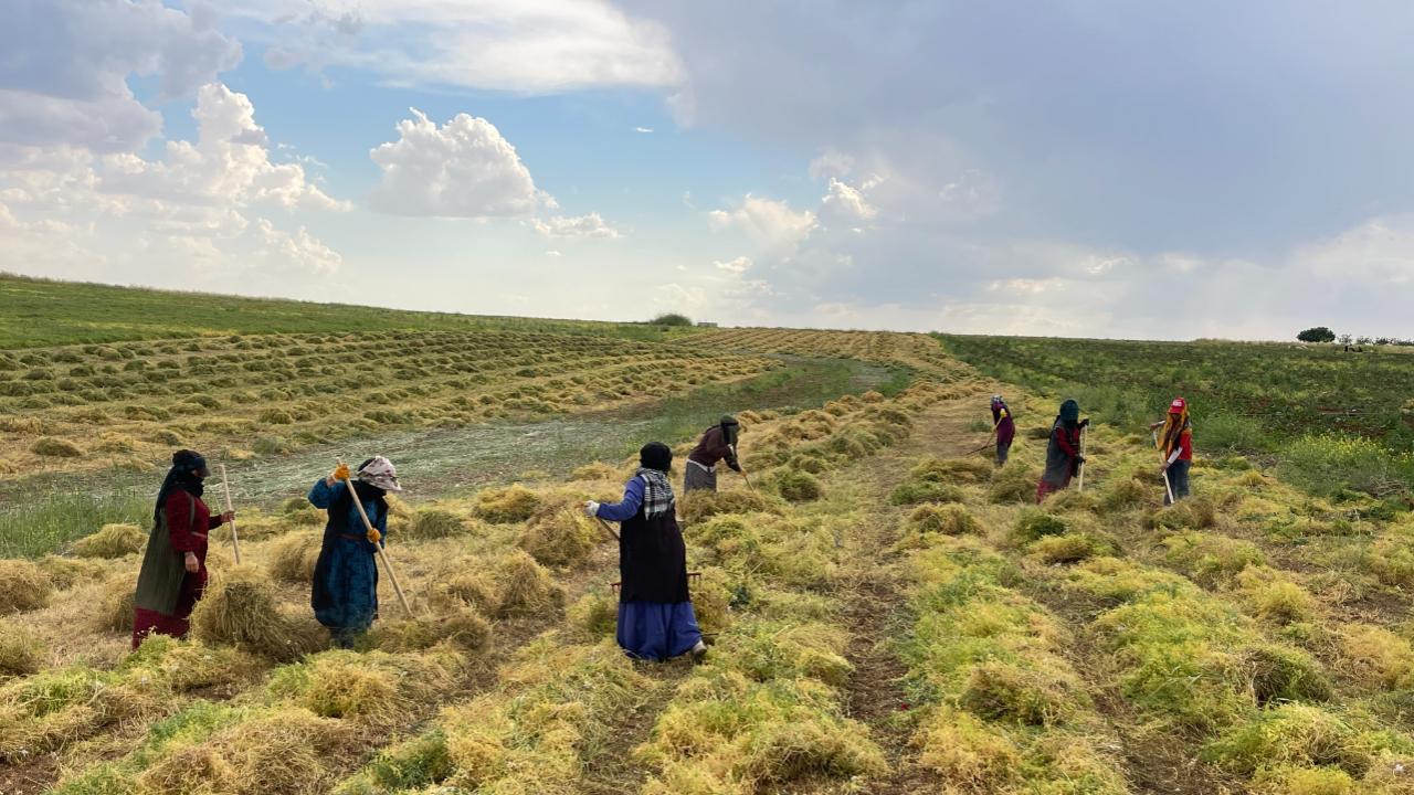 Şanlıurfa'da mercimek hasadı başladı!