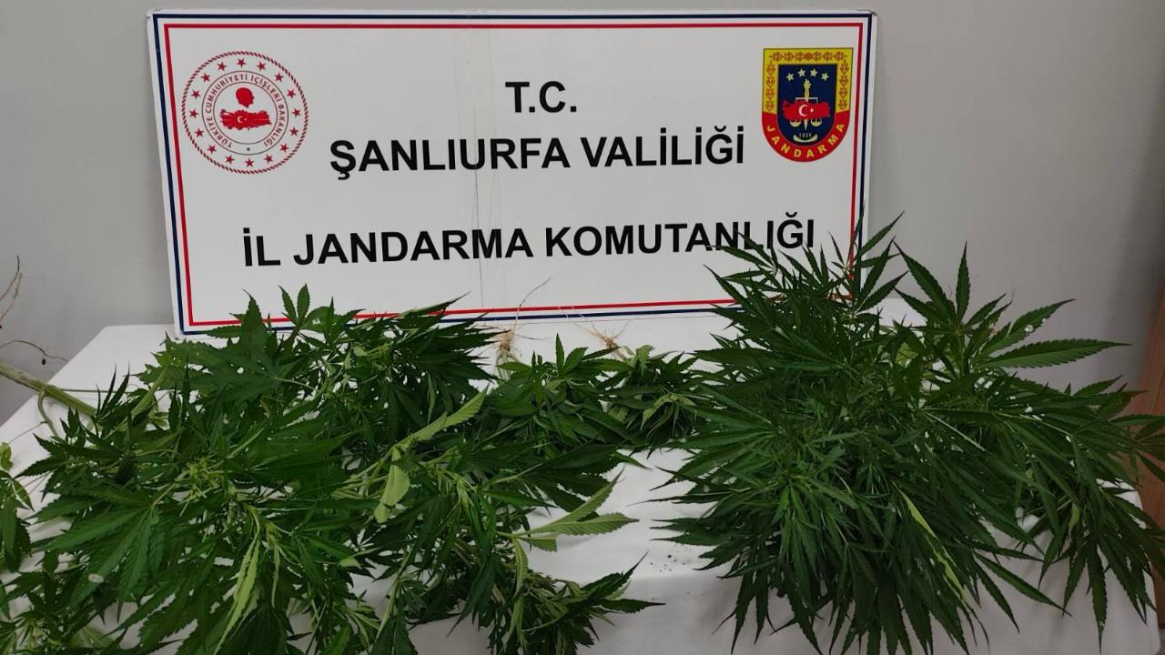 Şanlıurfa'da uyuşturucu operasyonu!