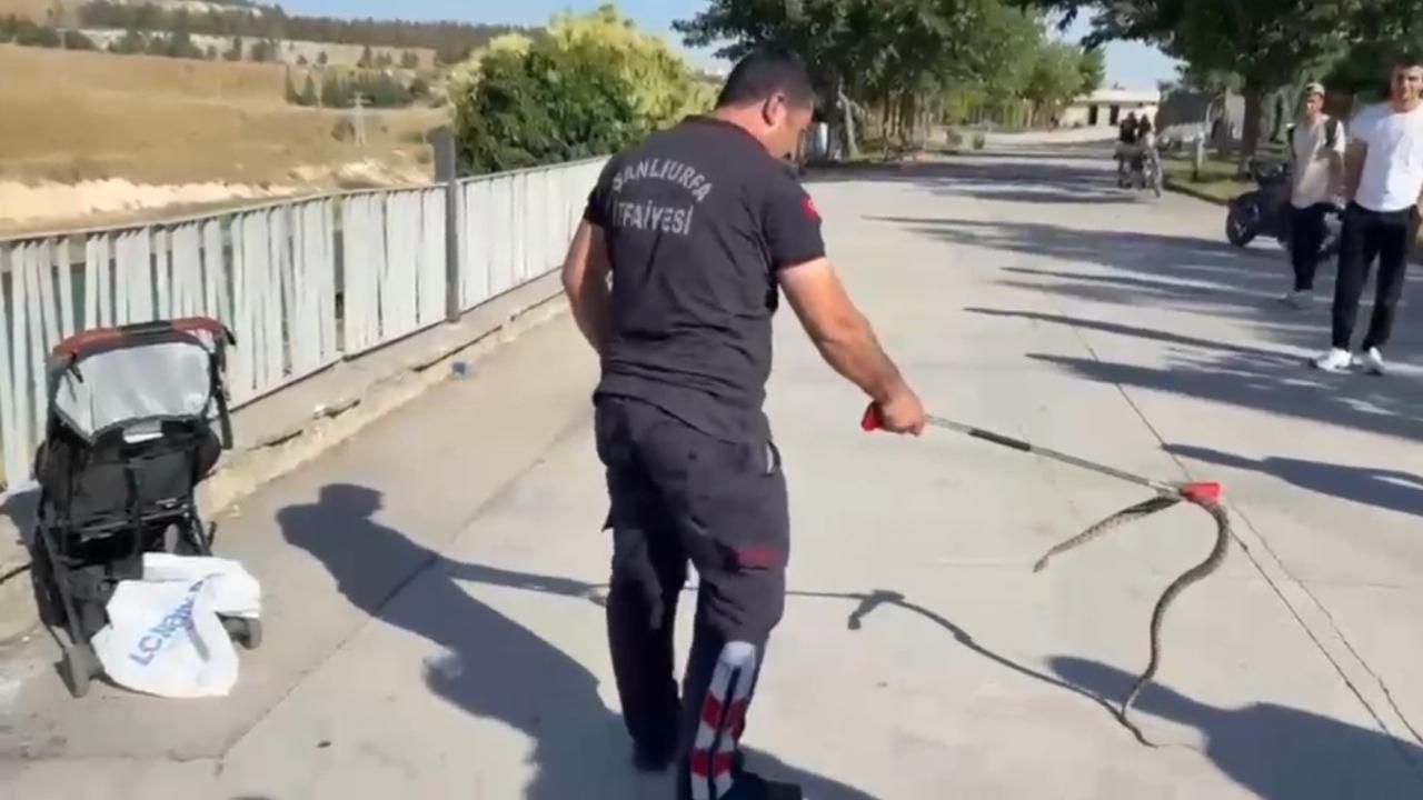 Şanlıurfa’da yılan paniği: Bebek arabasının içine düştü!