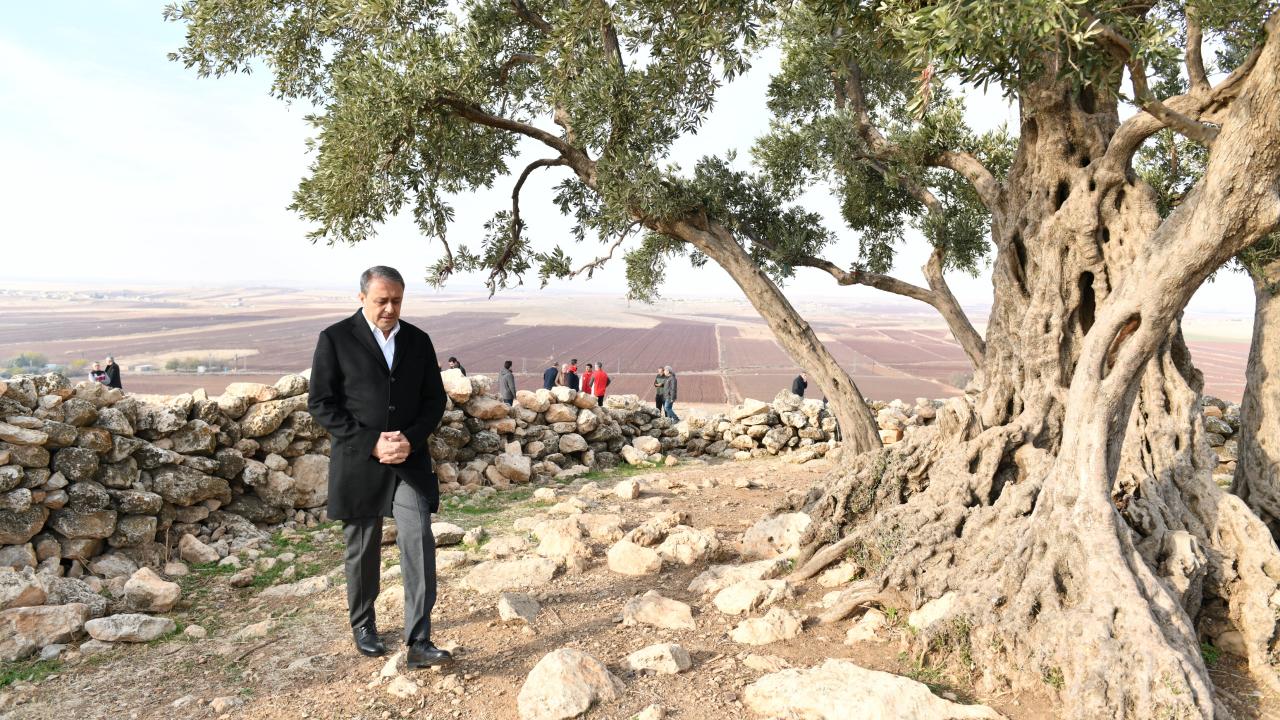 Bakanlık harekete geçti! Urfa'daki 'Anıt Zeytin Ağacı' için yeni gelişme!