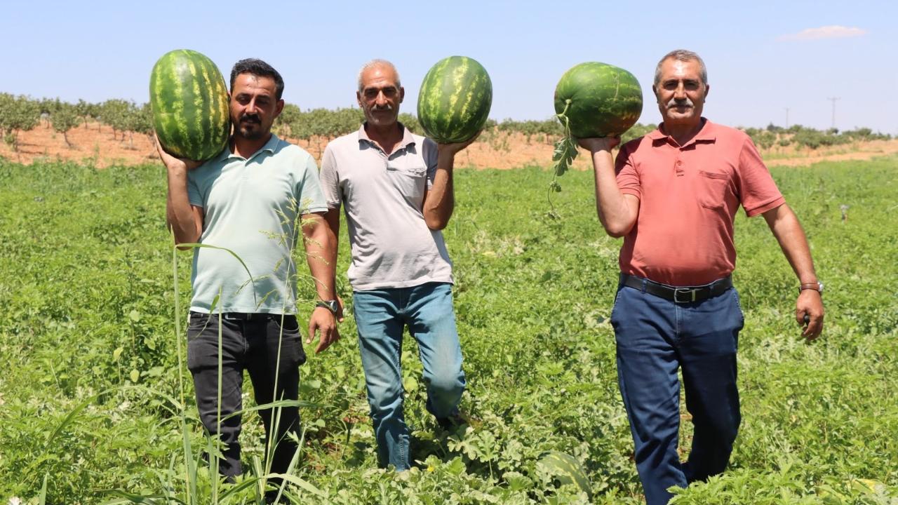 Fırat'ın suyu lezzet katıyor! Yaylak karpuzunda hasat başladı!