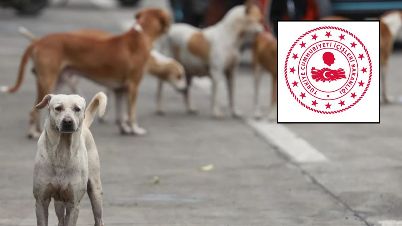 İçişleri Bakanlığı'ndan Şanlıurfa'daki köpek saldırısına ilişkin açıklama!