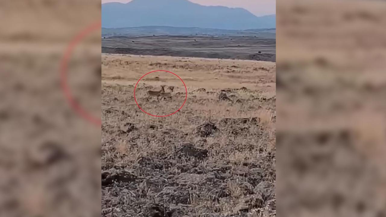 Siverek kırsalında ceylanlar görüntülendi!