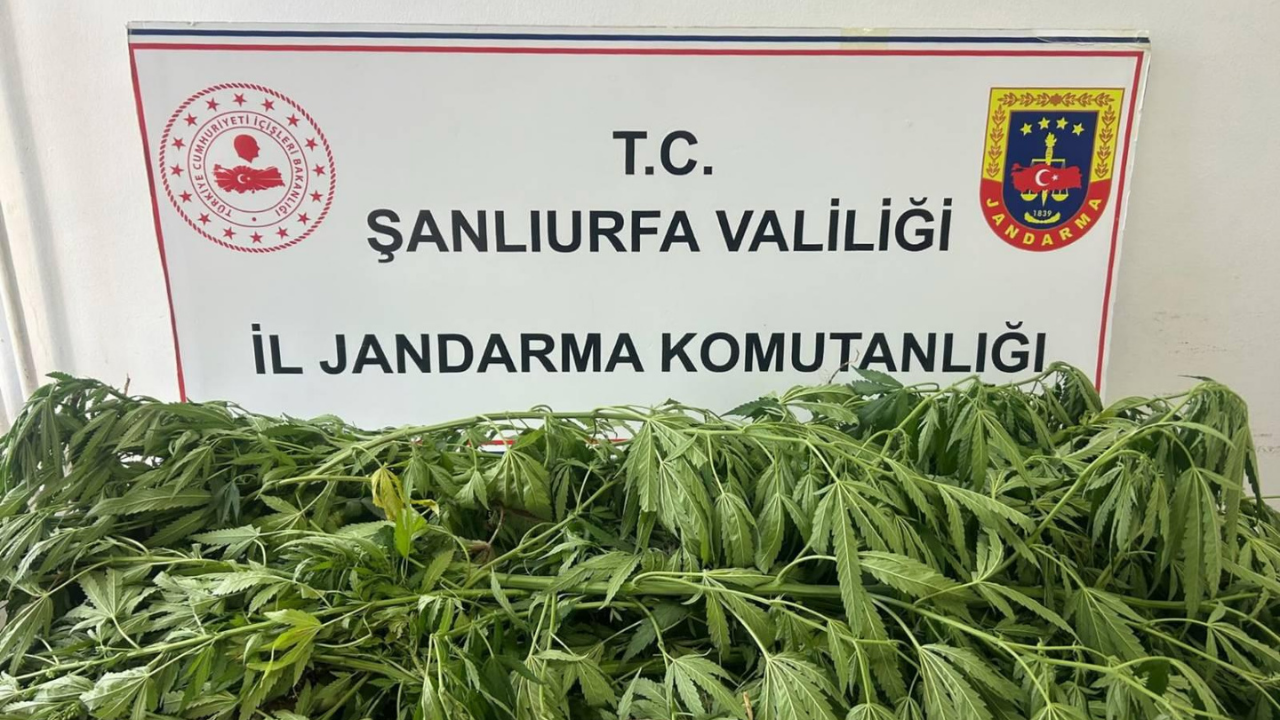 Suruç'ta zehir tacirlerine operasyon!