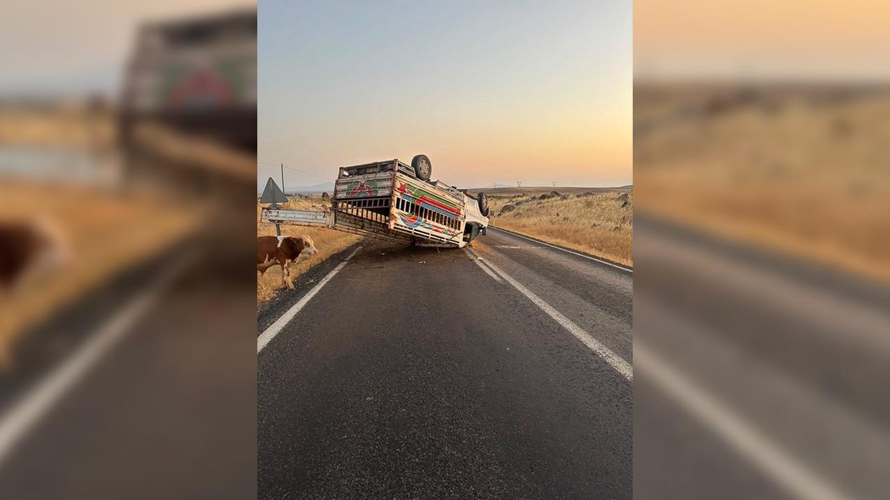 Urfa'da hayvan yüklü kamyonet devrildi! Yaralılar var!