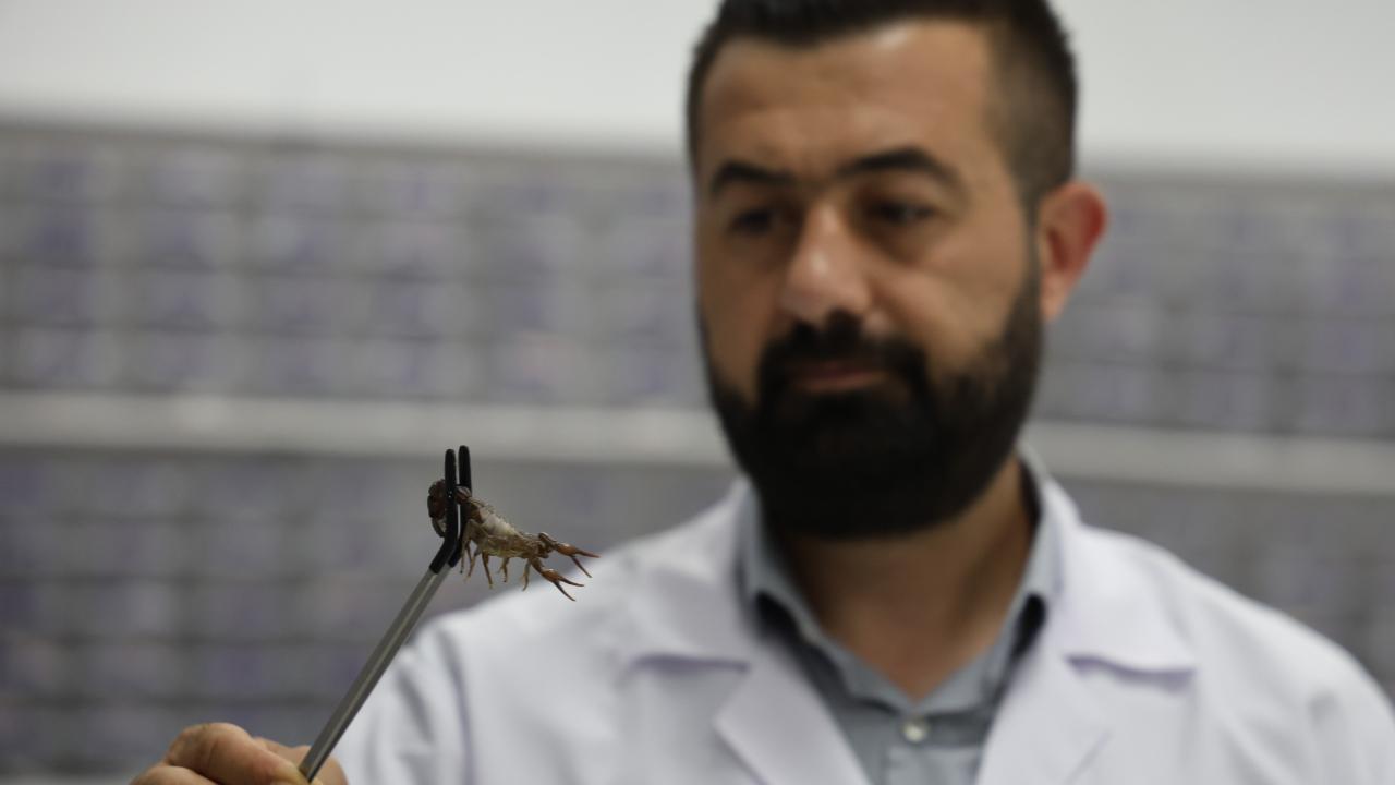 Kanser ilaçlarında kullanılıyor! Akrep zehrinde ihracat hedefi!