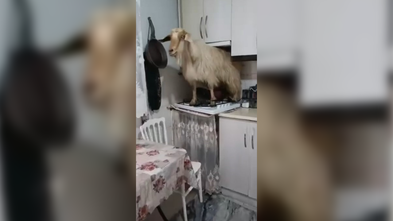 Keçi evi bastı mutfağı karıştırdı!