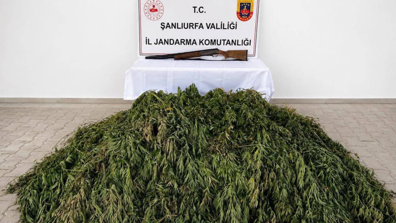 Urfa'da kenevir ekimine jandarma operasyonu!