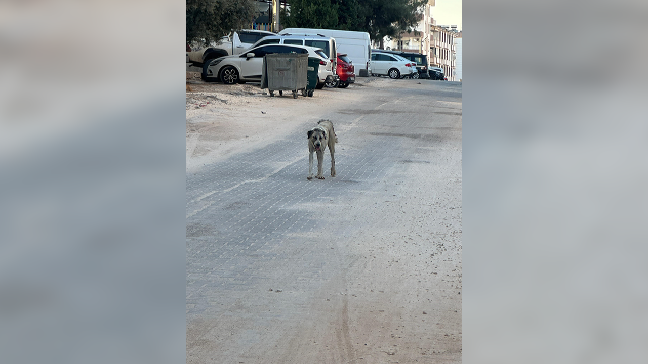 Urfa'da korkutan olay: Sokak köpeği saldırdı!