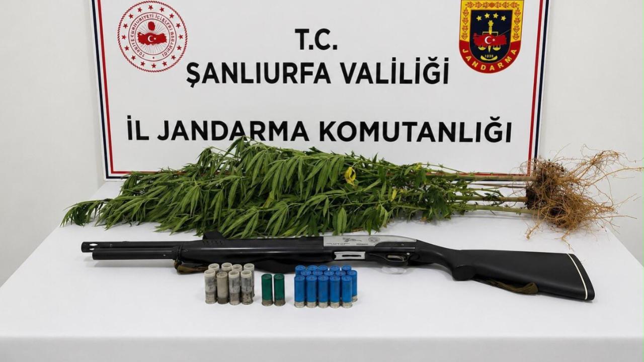 Urfa'da yasa dışı kenevir operasyonu!