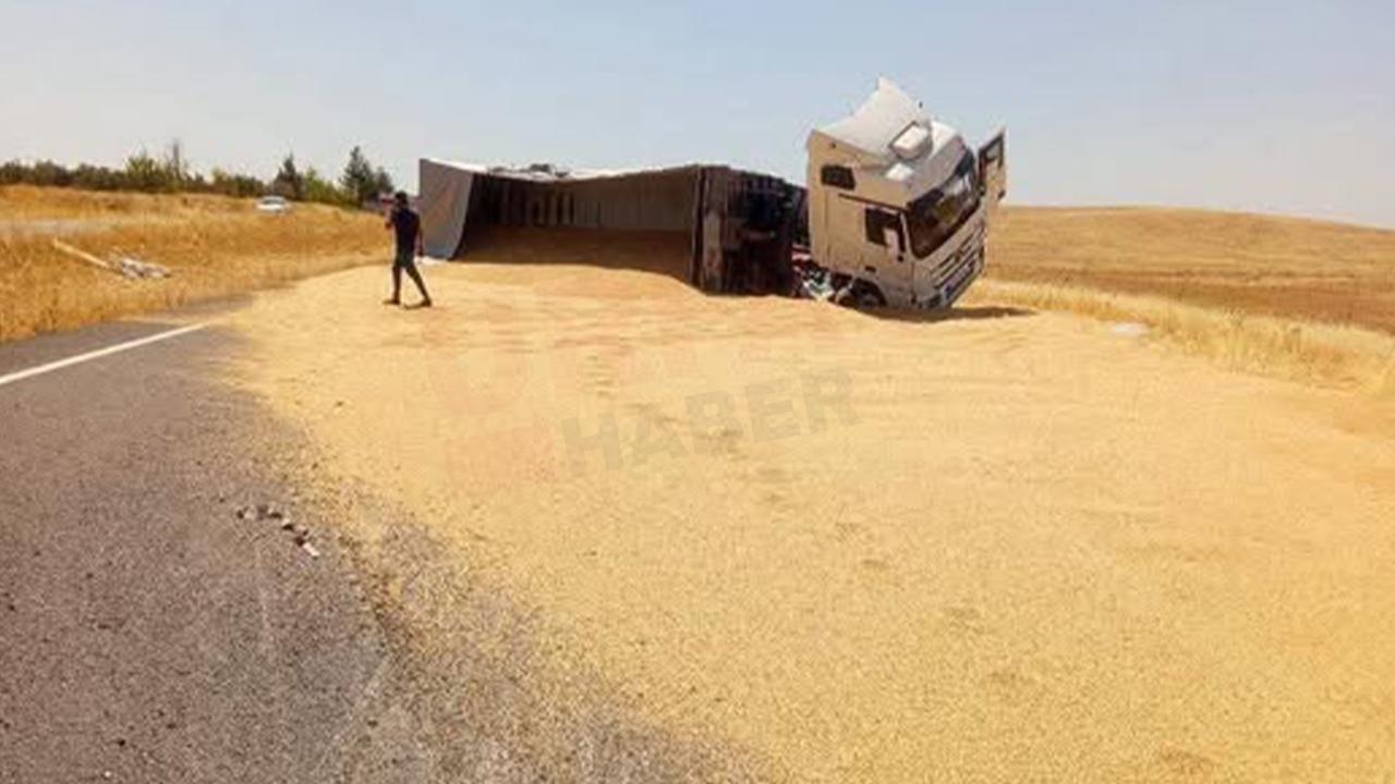 Urfa'da yüklü TIR devrildi! 30 ton arpa yola saçıldı!