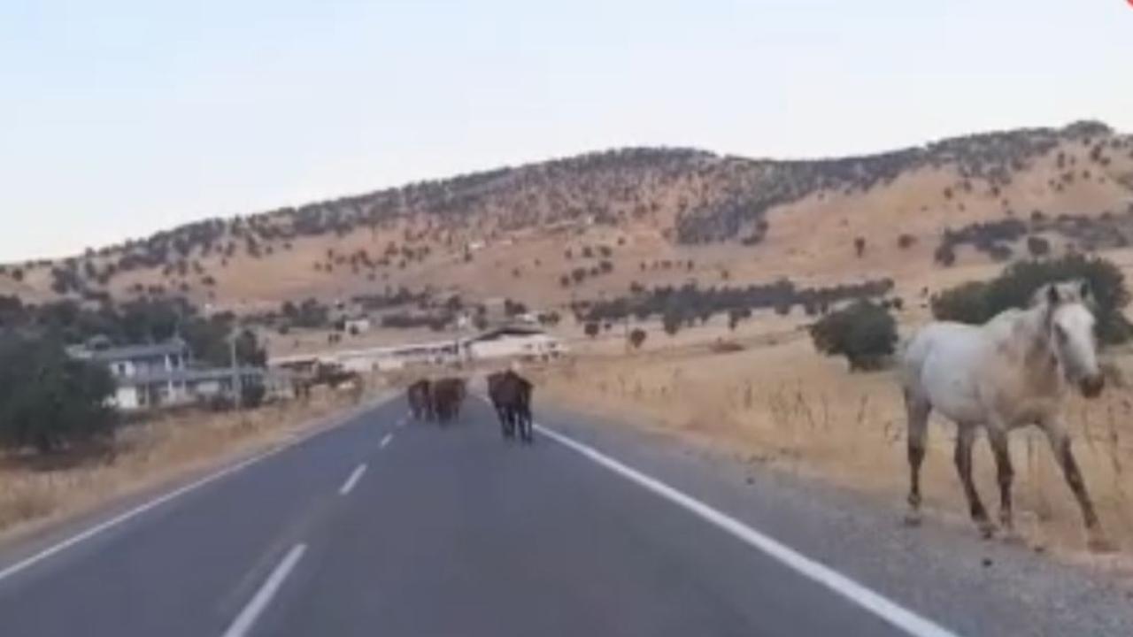 Yaban atlar yola çıktı: Sürücüler şaşkına döndü!