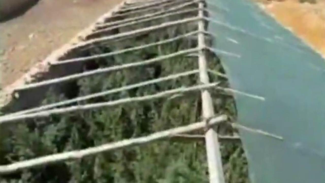 Mini seradan 5 bin 400 kök kenevir çıktı!