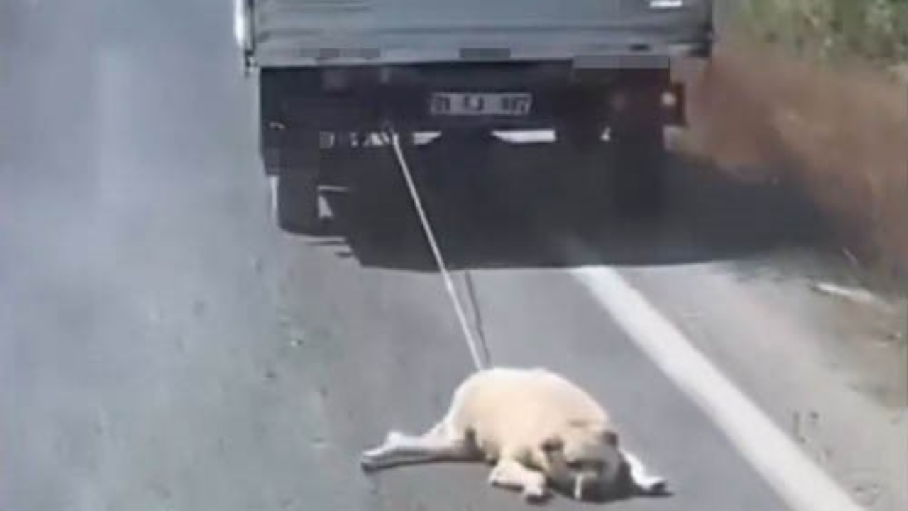 Şanlıurfa'da tepki çeken görüntüler!