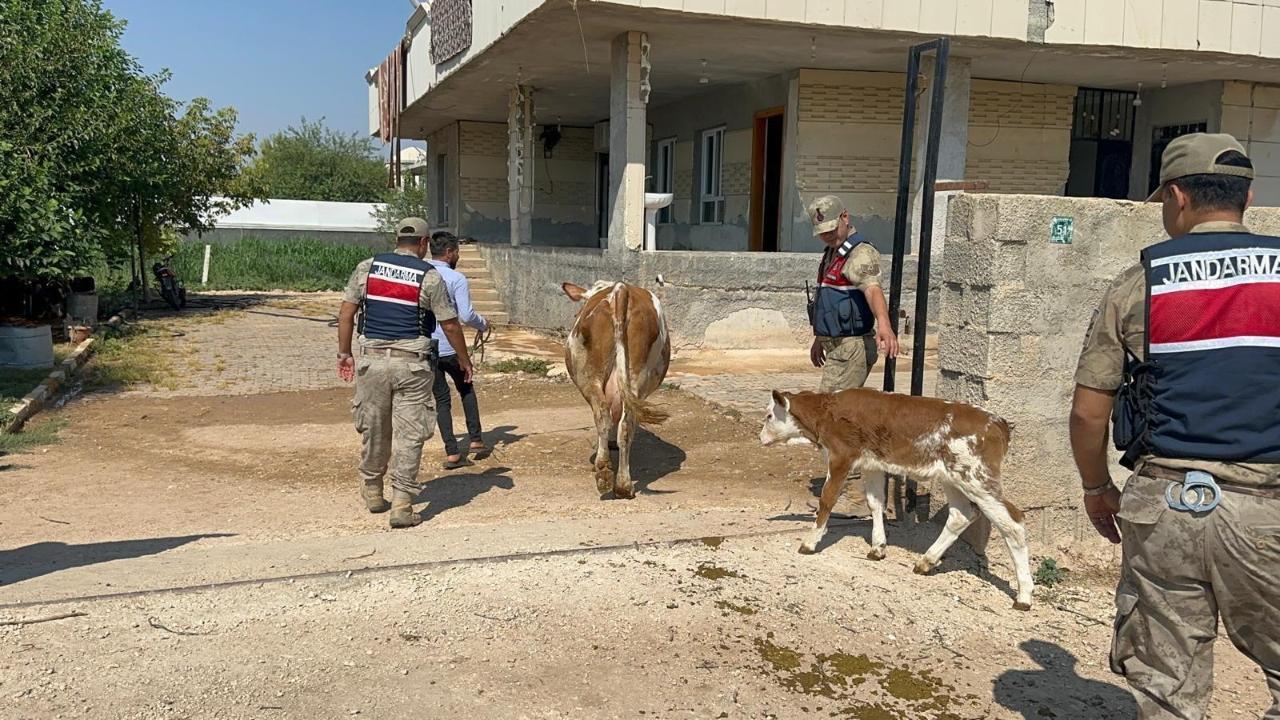 Urfa’da hayvan satışında büyük tuzak! 315 bin TL’lik dolandırıcılık!