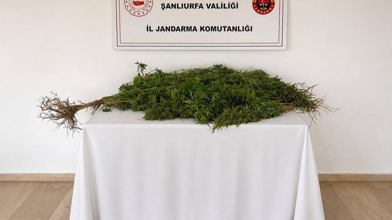 Urfa'da yasa dışı kenevir ekimine jandarma operasyonu!