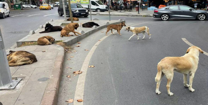 Sokak Köpekleri 2 Kişiyi Isırdı...