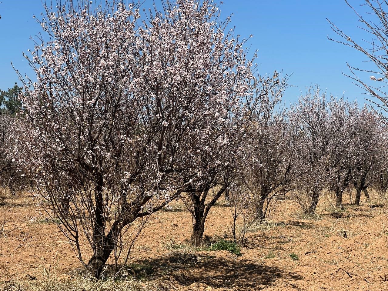 Şanlıurfa’da Badem Ağaçları Erken Çiçek Açtı